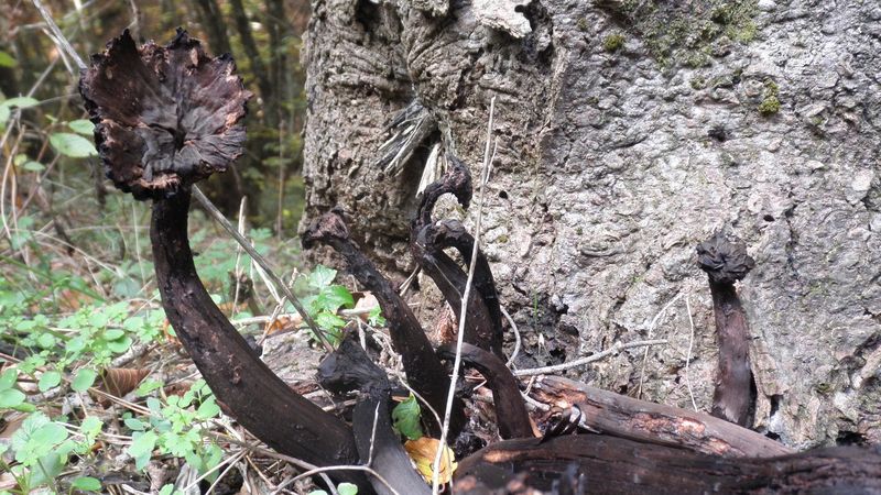 fungo nero dalla Grecia(forse  Craterellus cornucopioides)